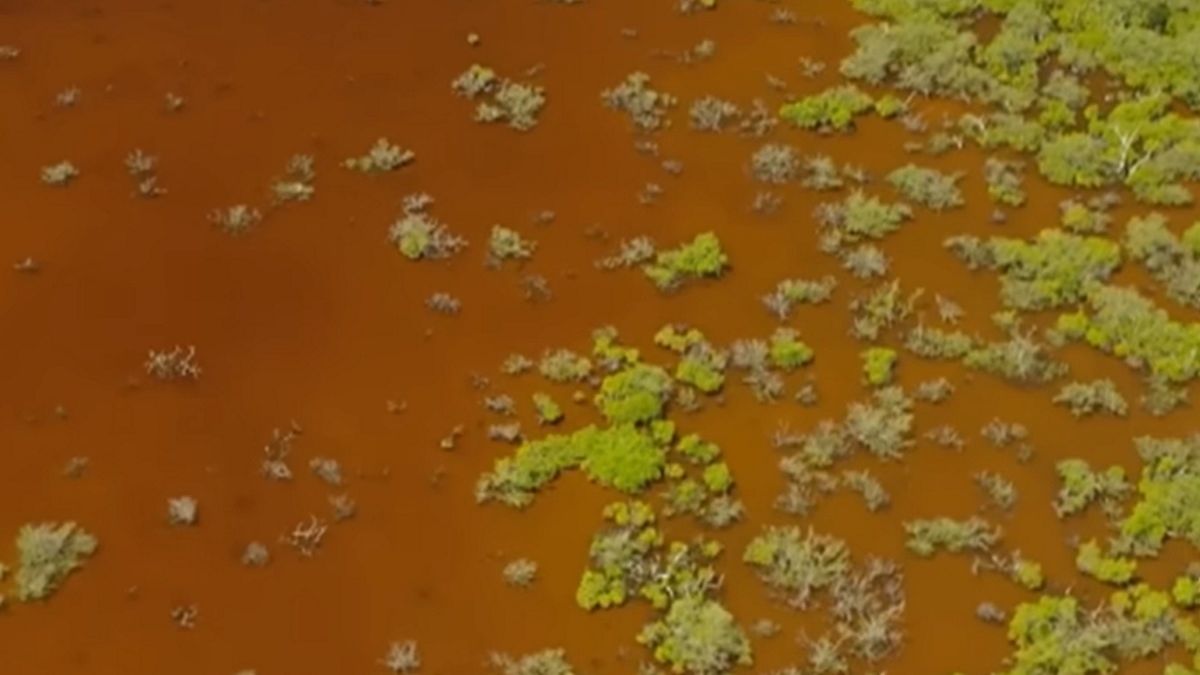 Czerwona fala powoduje szkody nie tylko dla morskiego ekosystemu, ale także ludzkiego zdrowia