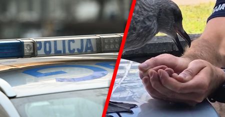 Mewa była już bez sił. Lepiej trafić nie mogła. Nagranie