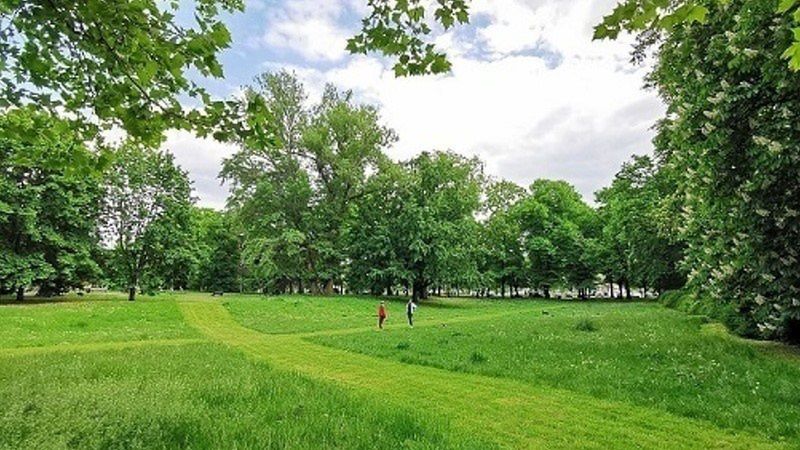 Wrocław. Jak wygląda koszenie trawników? Miasto wyjaśnia zasady