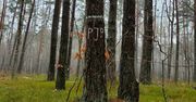 Białe litery "JP" na drzewach. Leśnicy wyjaśniają ich znaczenie