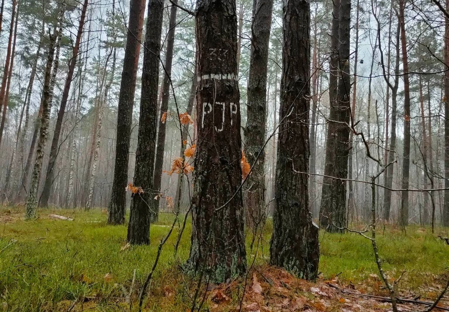 Białe litery "JP" na drzewach. Leśnicy wyjaśniają ich znaczenie