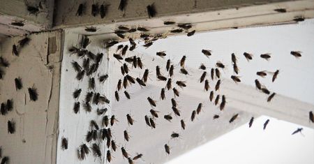 Uprzykrzają nam lato. Niektóre potrafią nawet zabić krowę