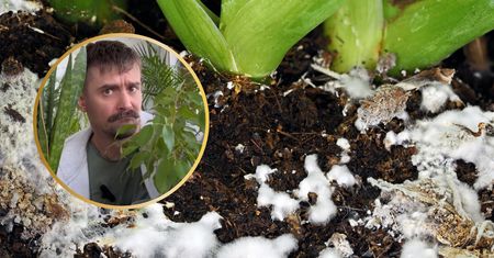 Naukowy sposób na odratowanie kwiatów. Podaj im dawkę… grzybów