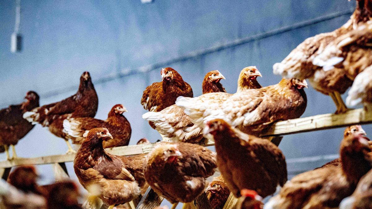 Krajowa Rada Drobiarstwa: polskie mięso wróci na chiński rynek