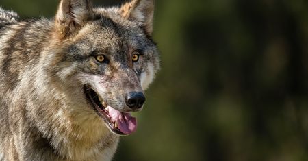 Co się stało w lesie na Podkarpaciu? Krążą plotki. "Ludzie się boją"