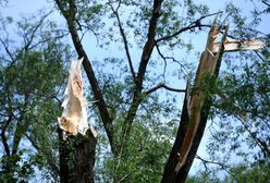 Warszawa. Burmistrz Woli interweniuje ws. wycinki drzew