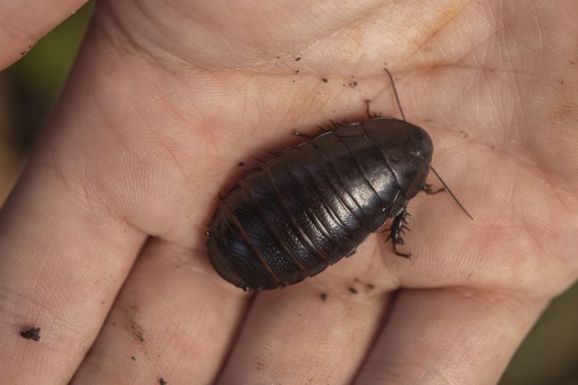 Dorosły karaluch ma ok. 4 cm.