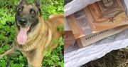 Pół miliona euro. Psy ratują policję