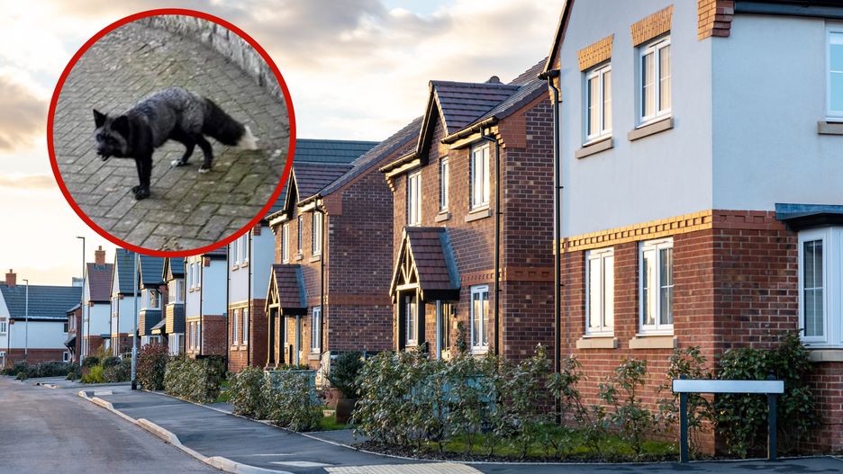 Mieszkańcy Walii byli w niemałym szoku, kiedy zobaczyli takiego osobnika 