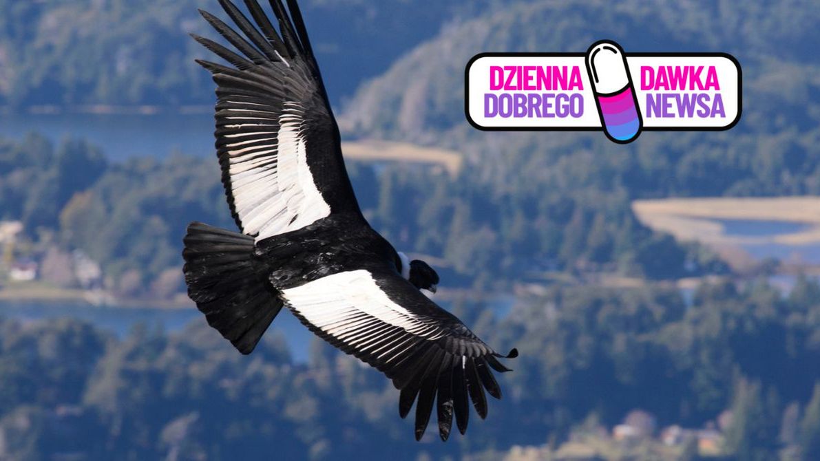 Znów krążą nad Andami. Walka o ten gatunek przynosi efekty