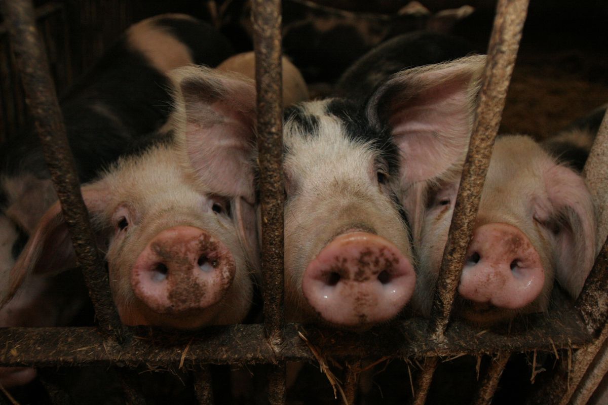 Horror w gospodarstwie. Nie żyje blisko tysiąc świń