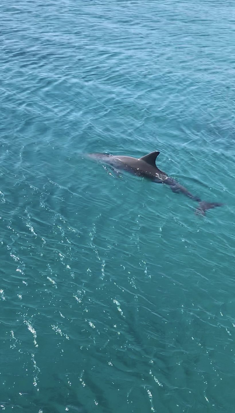 Szczęściarzom uda się zobaczyć dalfiny