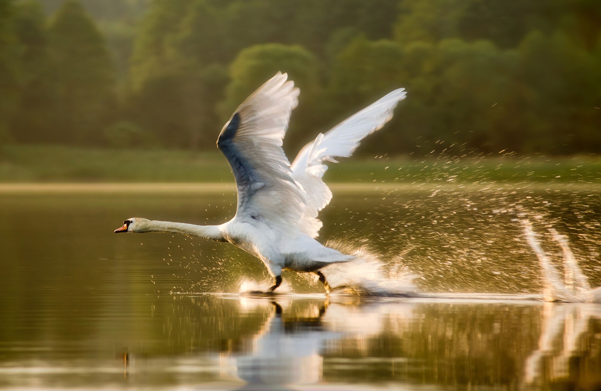 Mazury