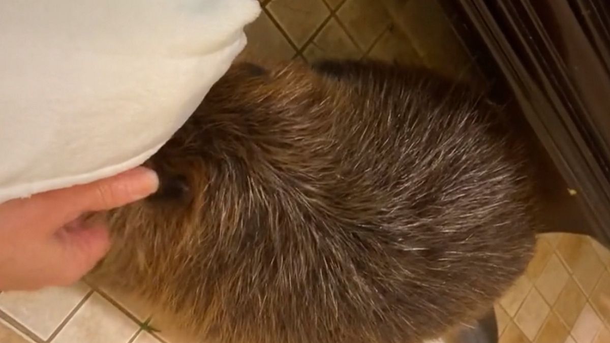 Nietypowy pupil gwiazdą sieci