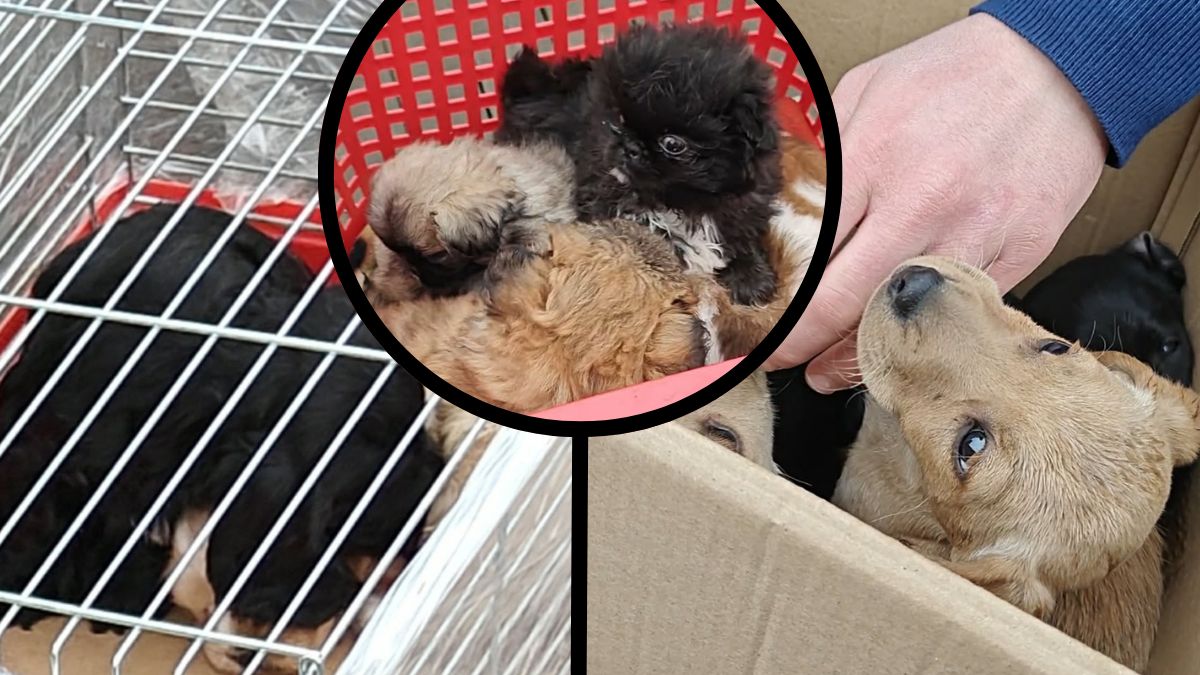 Reakcja policji ws. pokątnego handlu psami i kotami w Słomczynie