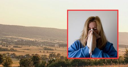 Kalendarz alergika. Co pyli w lipcu?