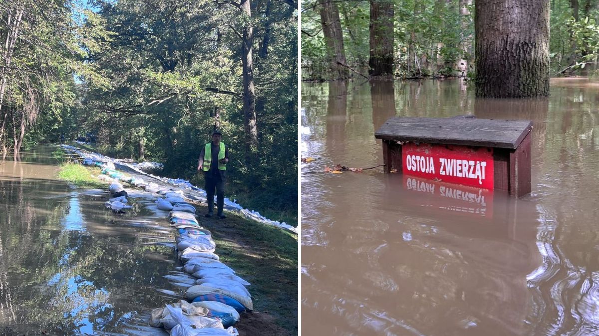 Lasy pod wodą. Leśnicy walczą ze skutkami powodzi