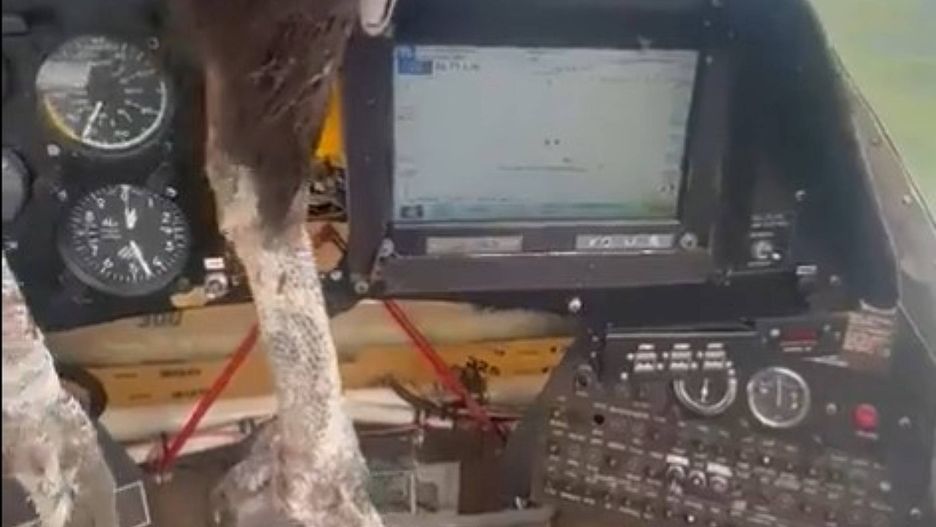 Ptak rozbił szybę w samolocie