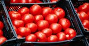 Pourywane szypułki pomidorów w sklepach. Wiadomo, co za tym stoi