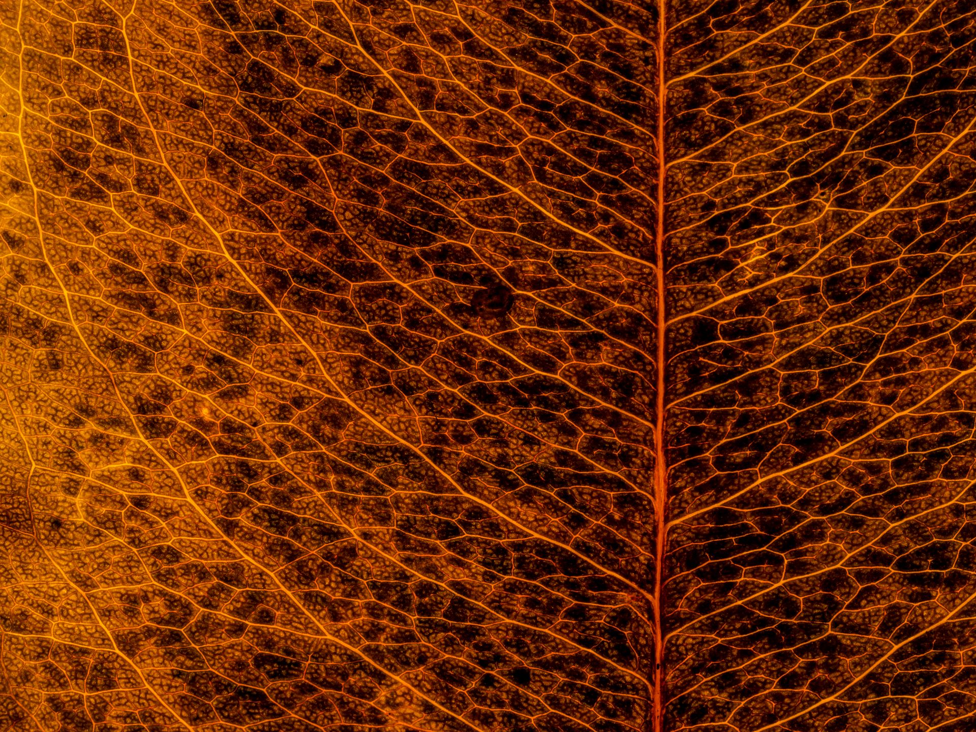 Idealne zdjęcie. Niesamowite fotografie jesiennych liści 1
