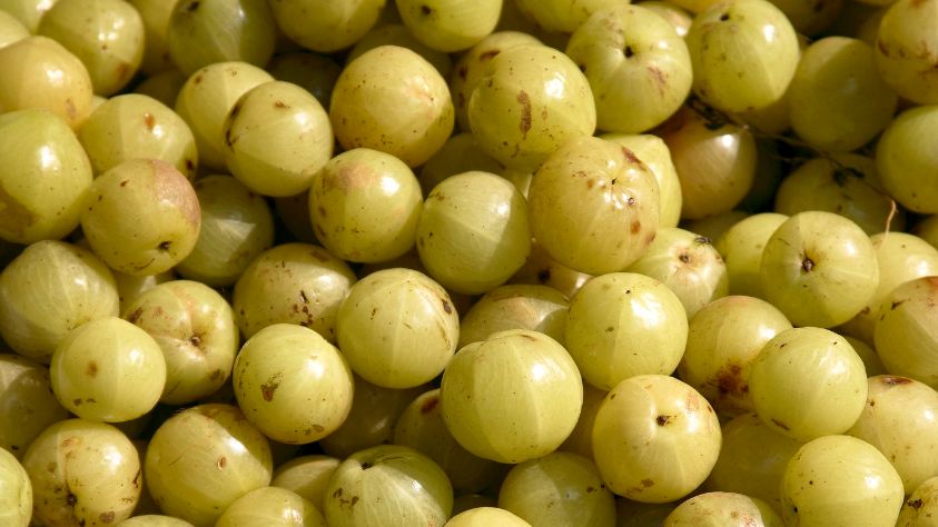 Amla, czyli agrest indyjski, jest szeroko wykorzystywana w medycynie naturalnej. Podobna do dobrze nam znanego agrestu jest bogata w antyoksydanty, szczególnie w witaminę C.