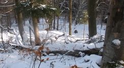 Zimowy spacer na łonie natury. Nagranie z Baligrodu