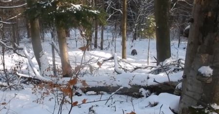 Zimowy spacer na łonie natury. Nagranie z Baligrodu