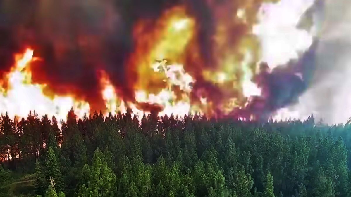 Pożary znów dają o sobie znać. Kamera nagrała, jak ogień zabiera tysiące drzew 1