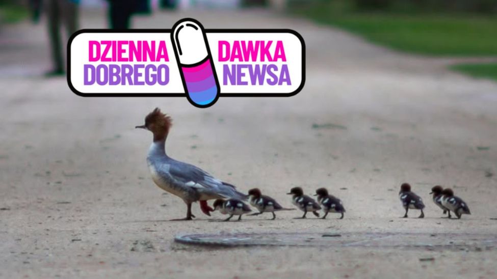 Akcja "Uwaga, nurogęsi!" w Warszawie zakończona sukcesem