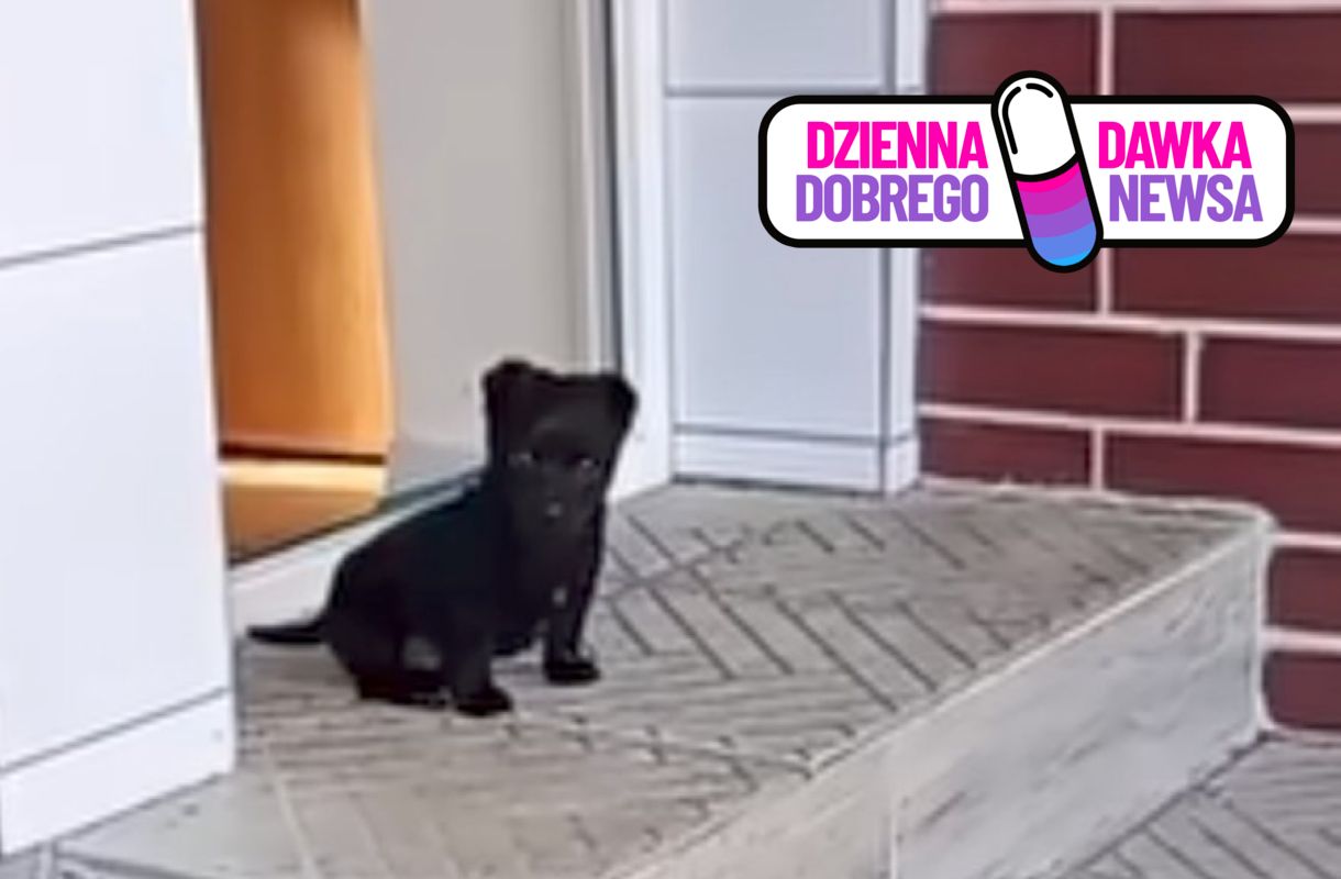 Czarne kundelki rozkochały w sobie internautów. Oto Dzieciok i Asior