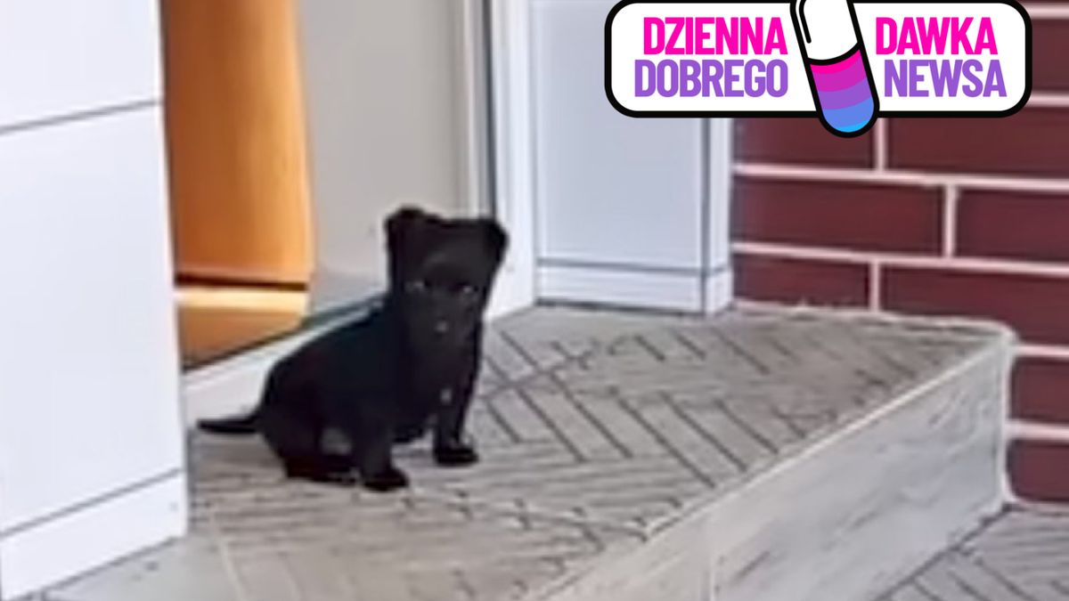 Dwa czarne kundelki podbiły serca internautów