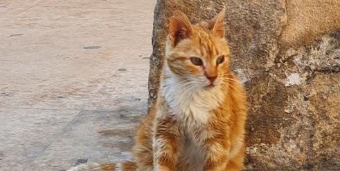 Koty rządzą na Krecie — fotoreportaż o niezwykłych kotach na niezwykłej wyspie