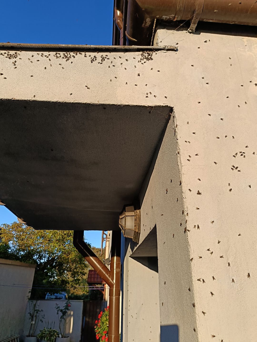 Muchy na jednym z domów w Mszczyczynie, położonych blisko fermy Wojciecha Biernackiego