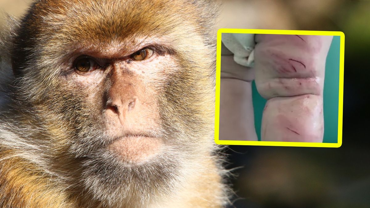 Makaki terroryzują japońskie miasto Yamaguchi. Atakują także dzieci