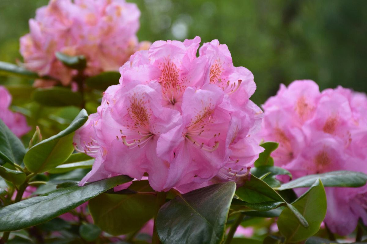 Przygotuj rododendrony do zimy. Listopad to ostatni dzwonek