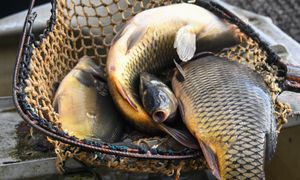 Zaskakujące ceny karpi na święta. Gdzie kupić najtaniej?