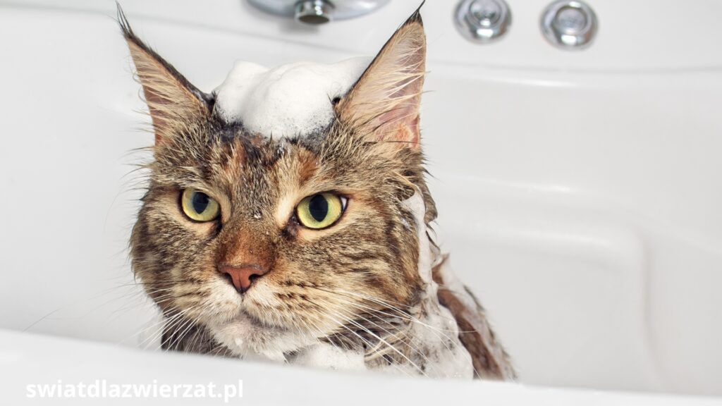 kąpiel kota w wannie