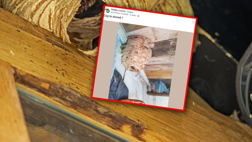 Imponujące gniazdo szerszeni