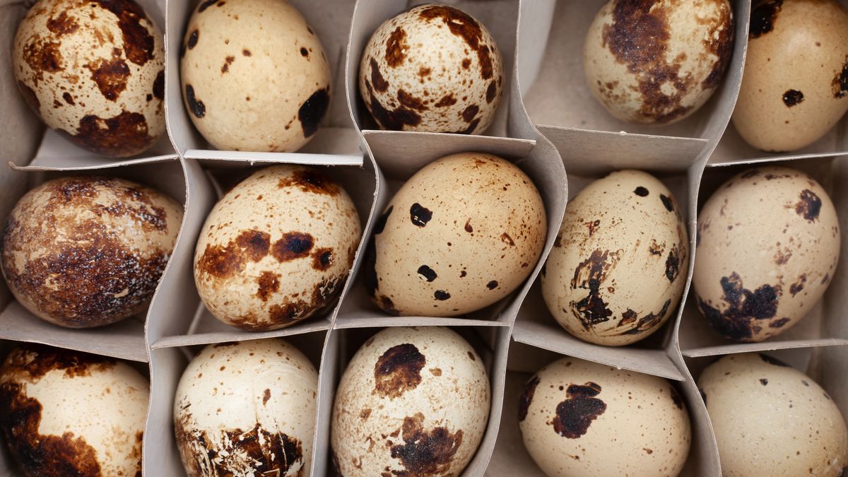 quail eggs arranged in paper container
packed, container, arranged, quail, eggs, white, wooden, background, fresh, grain, texture, nobody, egg, fragile, nature, wild, natural, group, food, spotted, home, shell, hatch, season, easter, holiday, small, bird, seasonal, healthy, nutritious, beneficial, vitamins, calories, cholesterol, pattern, marbled, topview, farm, fowl, raw, preparation, product, protein, speckled, ingredient, poultry, packed, container, arranged, quail, eggs, white, wooden, background, fresh, grain, texture, nobody, egg, fragile, nature, wild, natural, group, food, spotted, home, shell, hatch, season, easter, holiday, small, bird, seasonal, healthy, nutritious, beneficial, vitamins, calories, cholesterol, pattern, marbled, topview, farm, fowl, raw, preparation, product, protein, speckled, ingredient, poultry