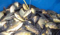 Selgros Cash&amp;Carry nie będzie sprzedawać żywych karpi