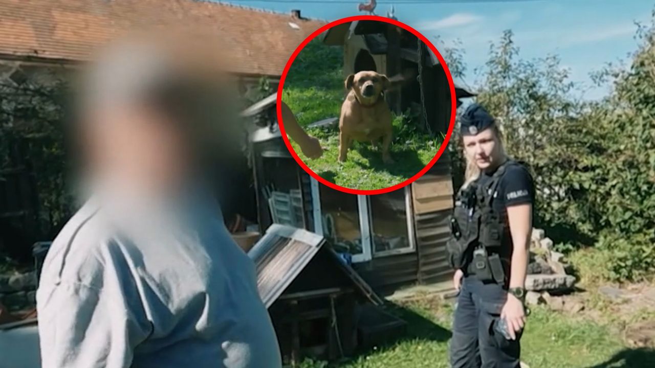 Zostali wezwani do rannego psa. Tak się tłumaczył właściciel