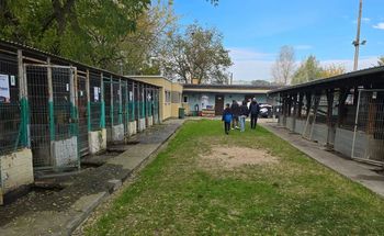 Schronisko Azorki w Gorzowie. Miasto ogłosiło konkurs