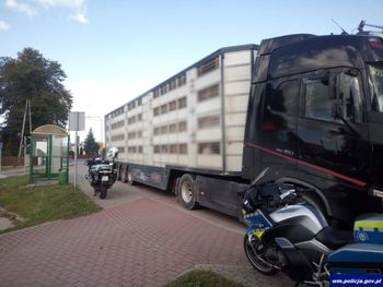 Wielki Łęck: Przewoził 160 świń. Miał dwa sądowe zakazy prowadzenia