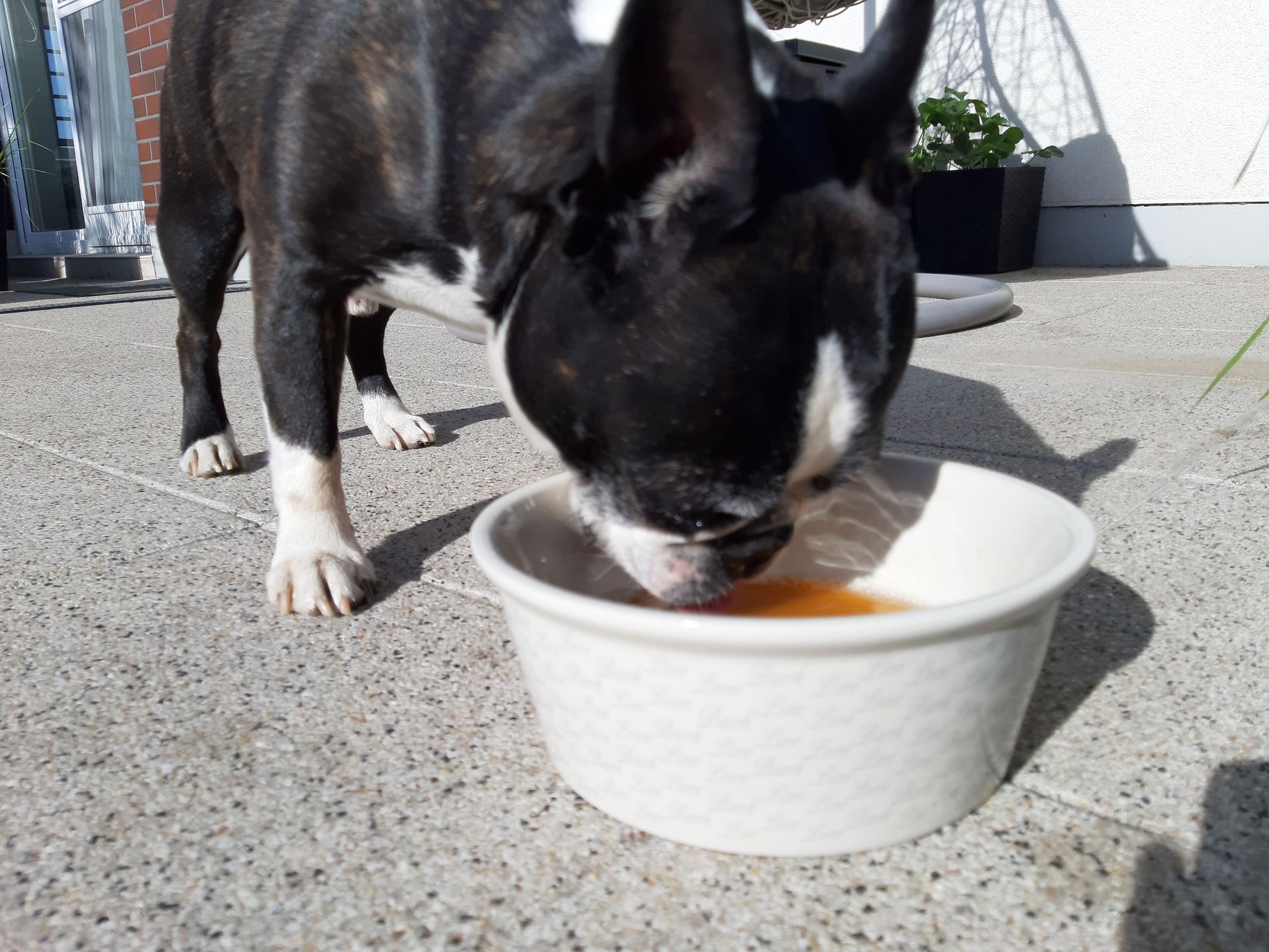 Tołdiemu do gustu przypadł tylko jeden smak. 