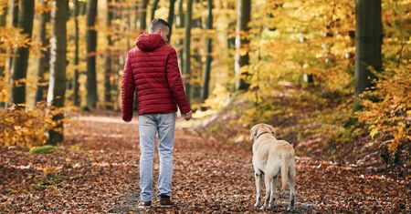 Idziesz z psem do lasu? Trwa akcja "Jesień 26". O tej zasadzie wielu opiekunów zapomina