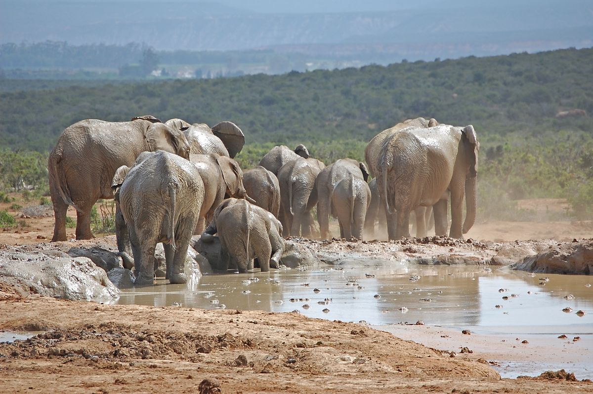 Stado słoni (zdjęcie ilustracyjne)