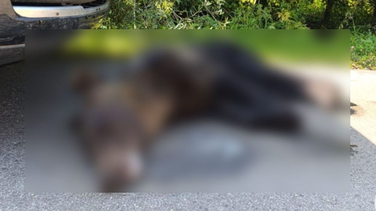 Śledztwo w Krośnie. Kto zastrzelił chronionego niedźwiedzia?