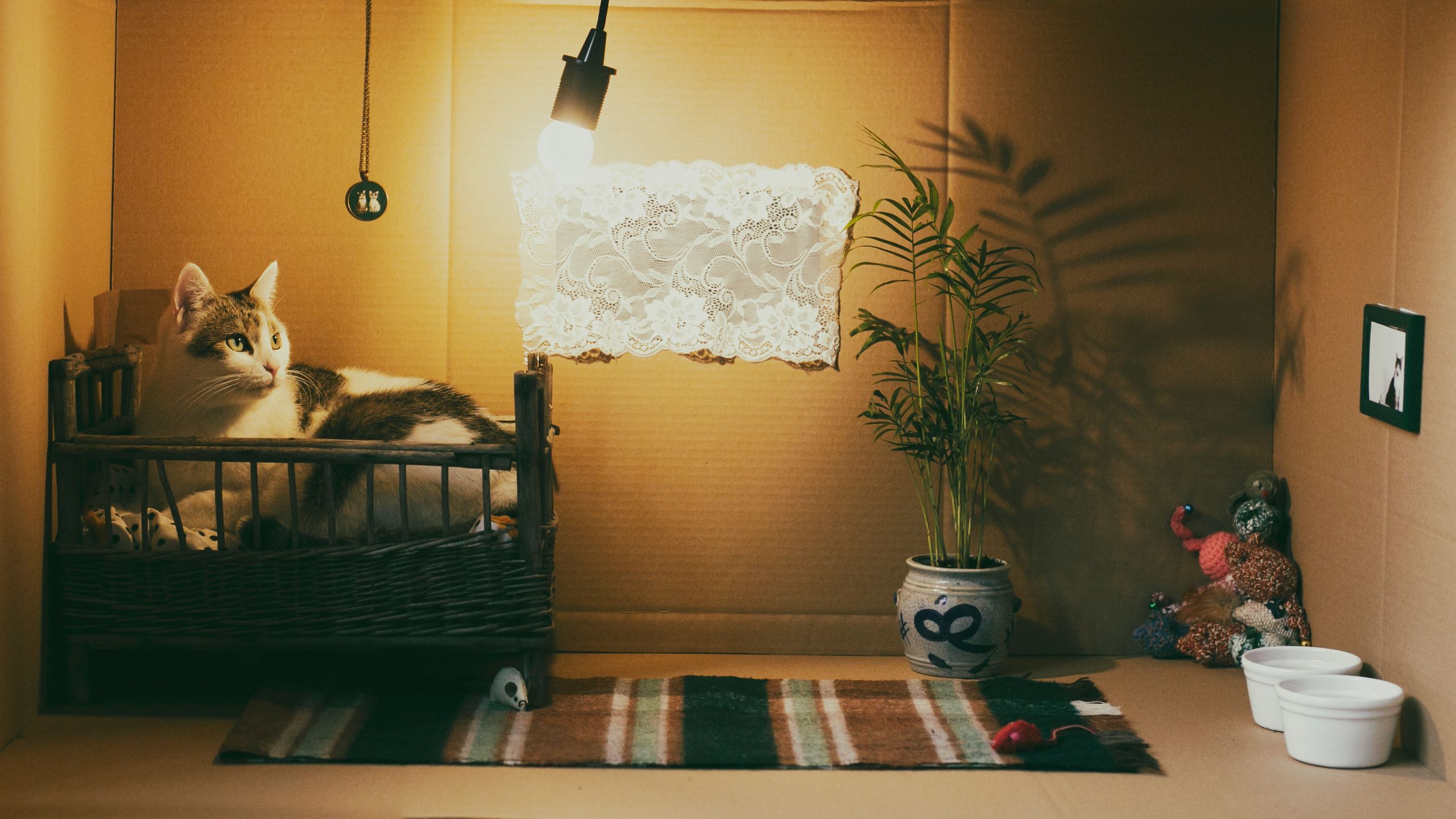 Zarabiają na kotach. Za jeden post można dostać 60 tysięcy złotych 3