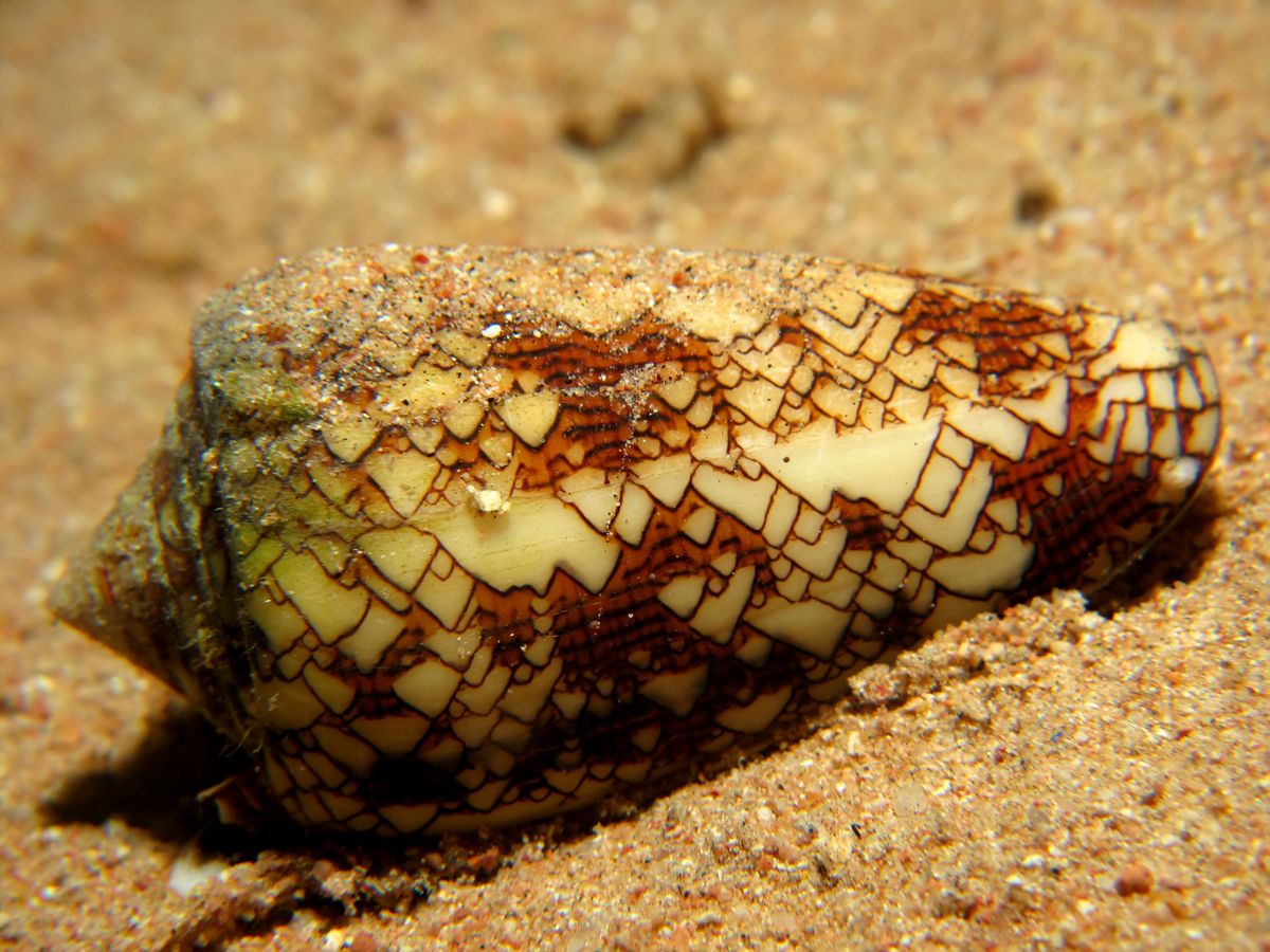 Stożek tekstylny to niebezpieczny gatunek ślimaka