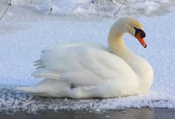 Mazowieckie. Ptasia grypa szaleje. Kolejny przypadek w Płońsku